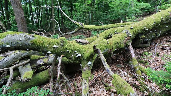 Nationalpark Hunsrück-Hochwald Ein Baum im Nationalpark Hunsrück-Hochwald